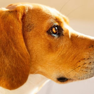 beagle en profil, gros plan lumineux