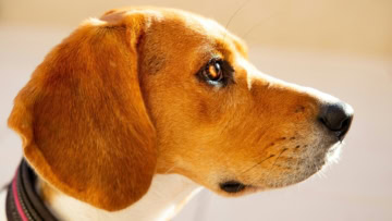 beagle en profil, gros plan lumineux