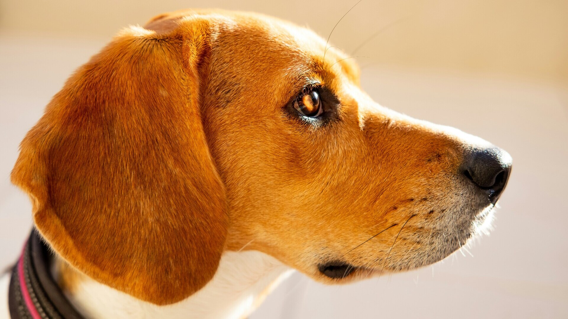 beagle en profil, gros plan lumineux