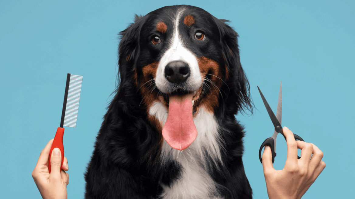 perro de berna sonriente con cepillo y tijeras