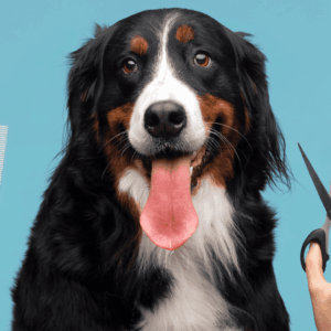 perro de berna sonriente con cepillo y tijeras