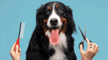 perro de berna sonriente con cepillo y tijeras
