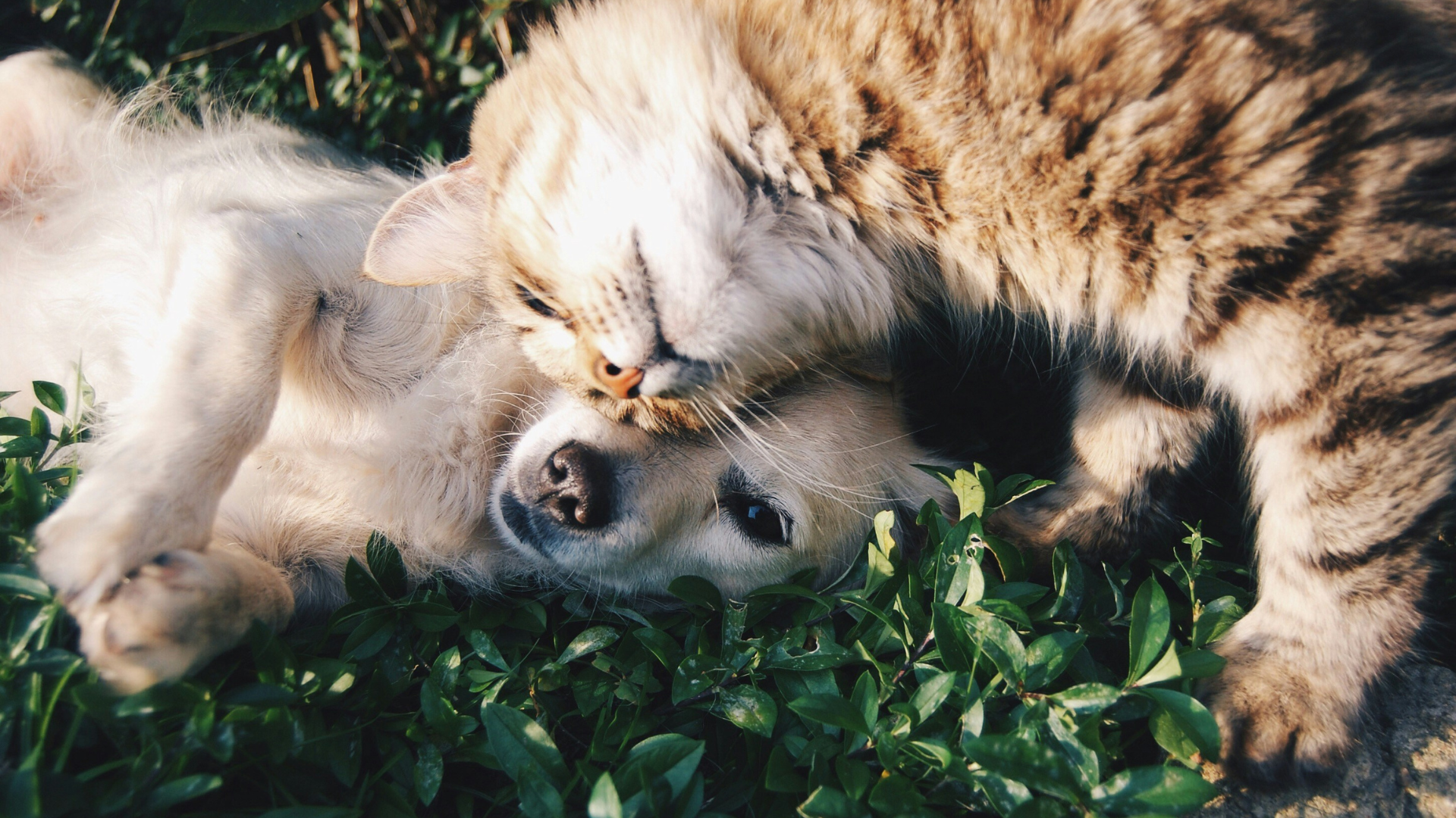 dog and cat cuddling in grass