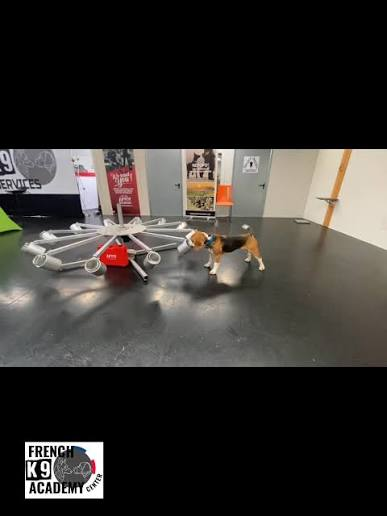 beagle entraîné en intérieur à french k9 academy
