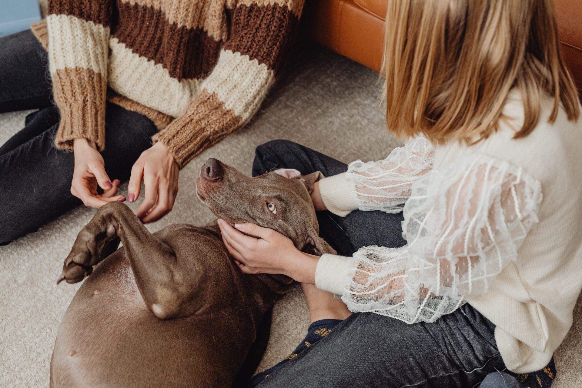 brown dog comforted in a cozy home scene