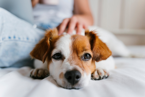 cute puppy on bed, gently petted