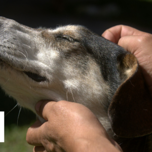 gentle dog head petting with scenthound logo