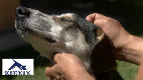 gentle dog head petting with scenthound logo
