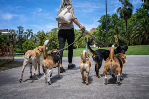 dog walker with six dogs in sunny park