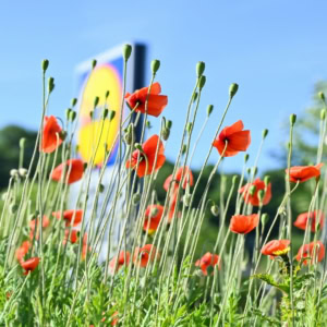 sunlit red poppies beneath blue sky
