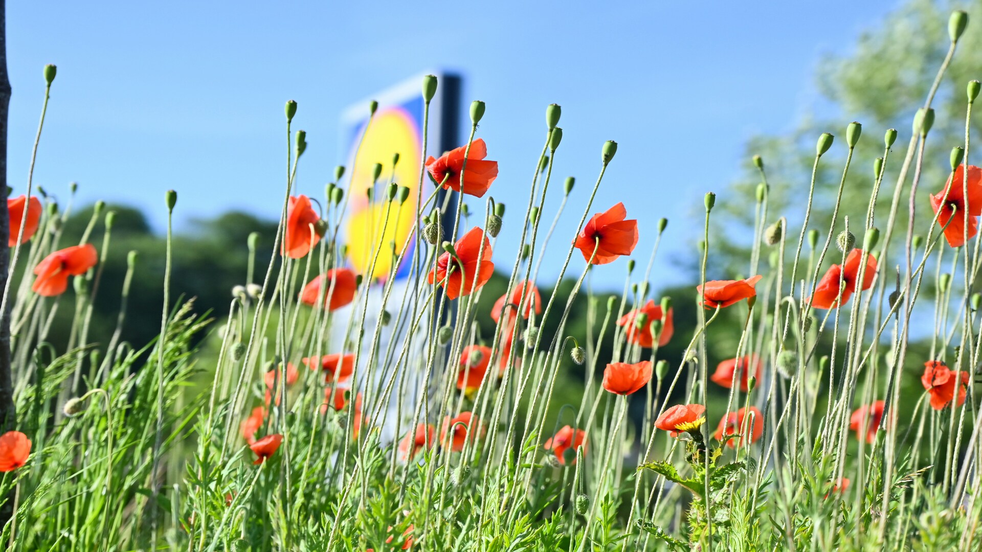 sunlit red poppies beneath blue sky