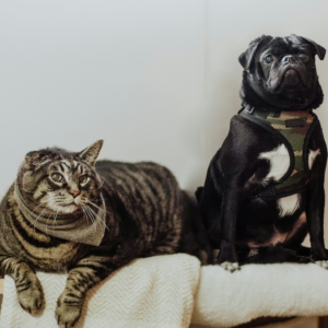 chat tigré et carlin noir en portrait doux