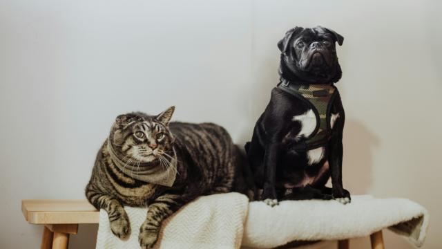 chat tigré et carlin noir en portrait doux